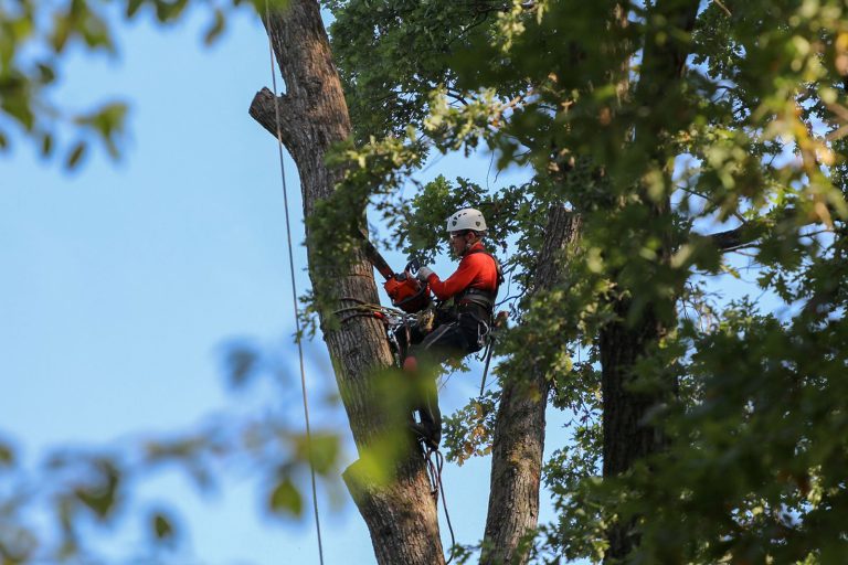Local Tree Removal Service in Jackson MI with Free Estimates